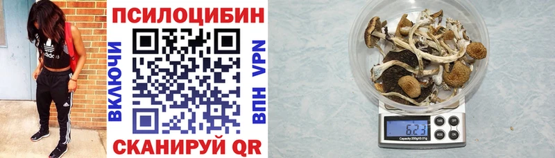 Псилоцибиновые грибы Cubensis  что такое   кракен зеркало  Олёкминск 